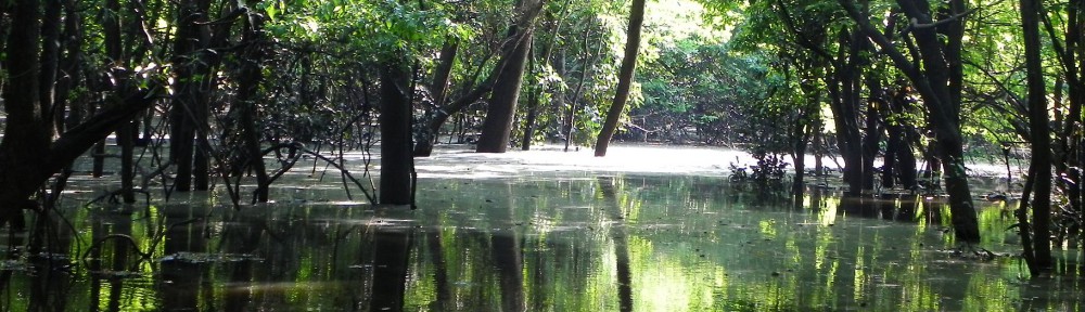 Eije Manaus